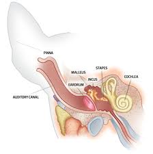 cat ear canal tumors