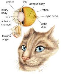 cat-eye-anatomy.jpg
