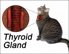 thyroid2.jpg